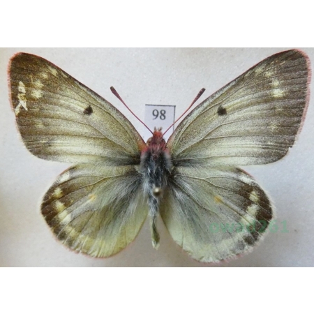 Colias phicomone (Esper, 1780) male Szlaczkoń phicomone Switzerland98